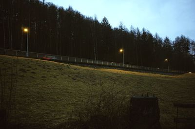 Illuminated trees at night