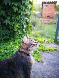 Cat sitting outdoors