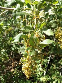 Close-up of fruits growing on tree