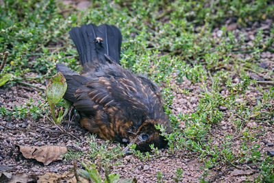 High angle view of duck on field