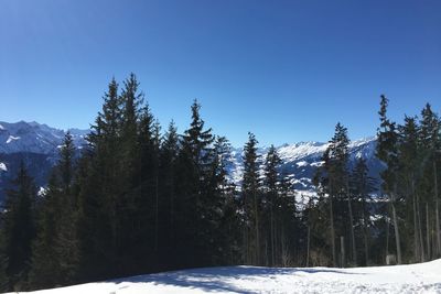 Pine trees on snowcapped mountains against clear blue sky