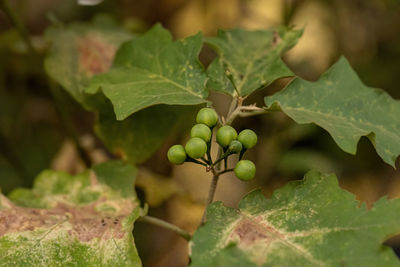 Close-up of grapes