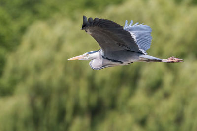 Grey heron in flight