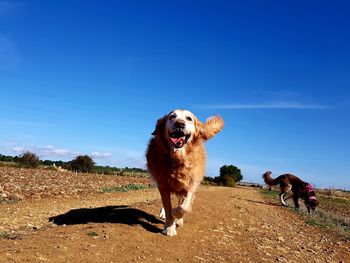 Dog on land against sky