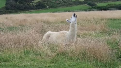 Sheep on grassy field