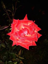 Close-up of red hibiscus blooming outdoors