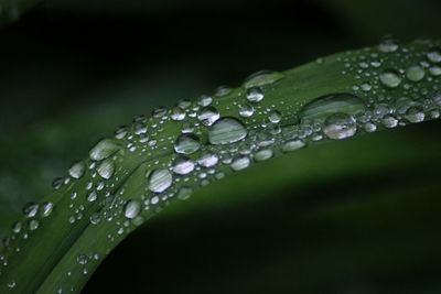 Close-up of water drops on plant leaves during rainy season
