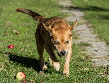 Portrait of dog on field