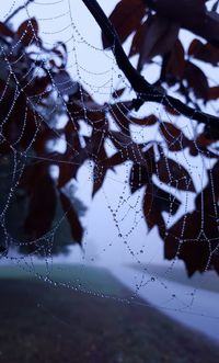 Close-up of water drops on branches