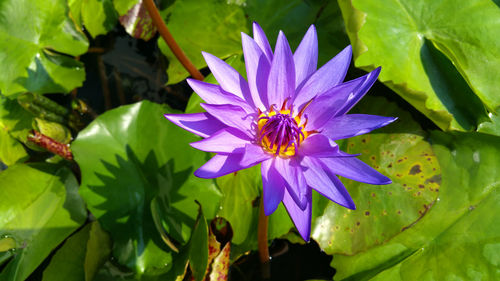 Close-up of insect on purple flower