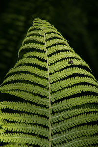 Ferns in a fairy forest