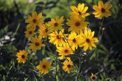 Close-up of yellow flowers blooming on field