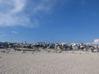 Seagulls flying over land against sky