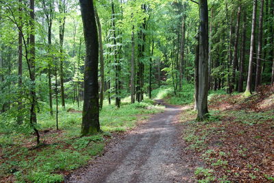 Road amidst trees in forest