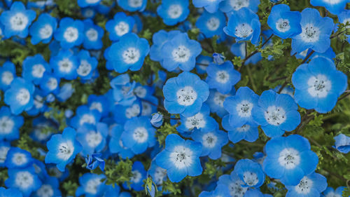 Close-up of blue flowering plant