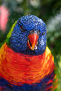 Close-up of a parrot