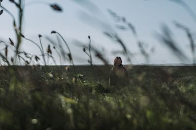 Man standing on field against sky