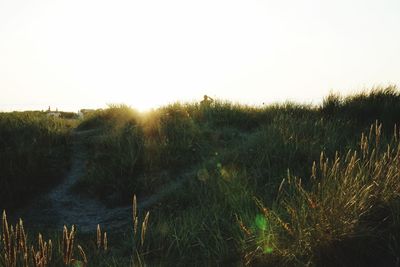 Plants growing on land against clear sky