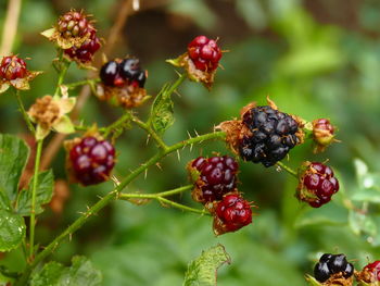 Close-up of berries growing on plant