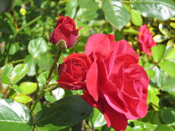 Close-up of red rose