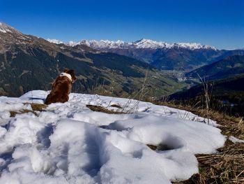 Cat on snow covered mountains against sky