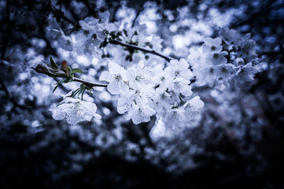 Close-up of snow on tree during winter