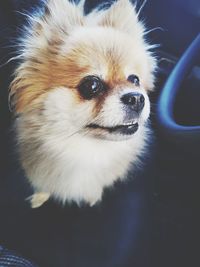 Close-up of a dog looking away