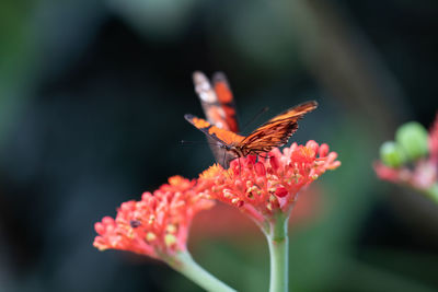 Close-up of butterfly pollinating on flower