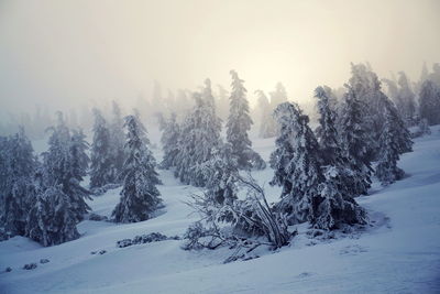 Trees on snow covered landscape against sky