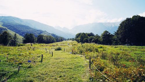 Scenic view of field against sky