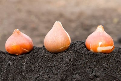 Tulip bulbs ready for planting in the soil outdoors close-up. passion for gardening