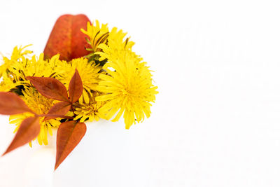 Close-up of yellow flowering plant against white background