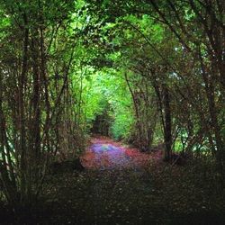 Footpath passing through forest