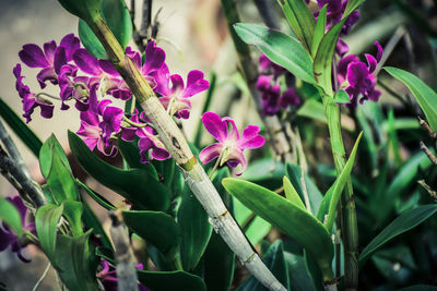 Close-up of pink flowers blooming outdoors