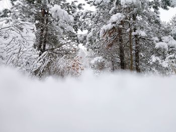 Snow covered trees