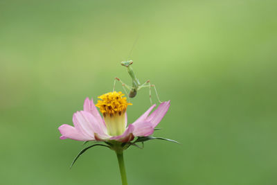 Close-up of butterfly pollinating on pink flower