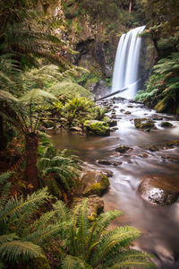 Scenic view of waterfall in forest