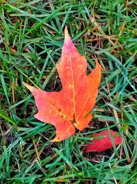 Close-up of orange maple leaf on field