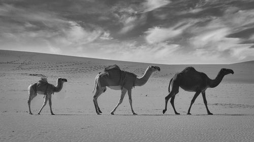 Camels on beach against sky