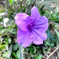 Close-up of purple flower