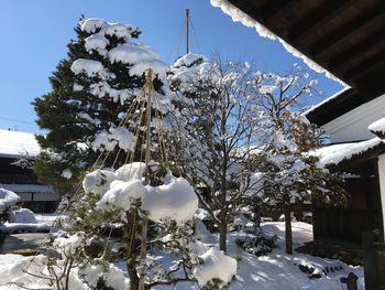 Snow covered trees