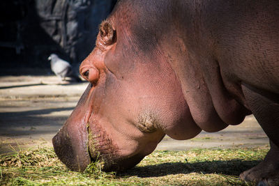 Close-up of a horse