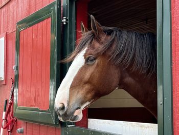 Close-up of a horse in stable