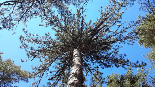 Low angle view of trees against blue sky