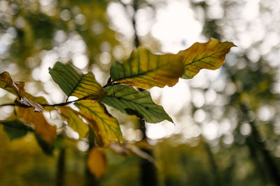 Close-up of leaves on tree during autumn