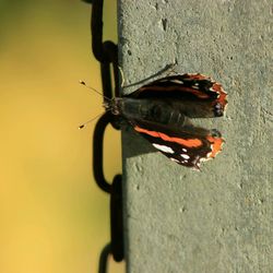 Close-up of insect