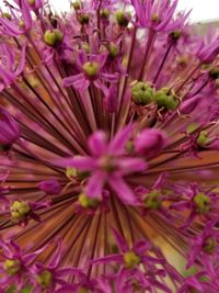 Close-up of pink flowering plants