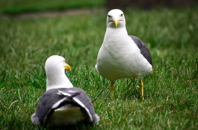 A couple of seagulls resting on the grass