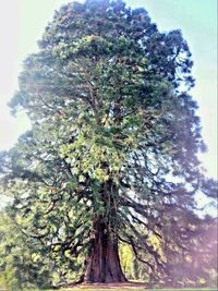 Low angle view of trees