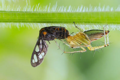 Close-up of insect on leaf